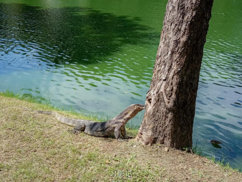 惊险！泰国市区最大的公园有大蜥蜴出没！