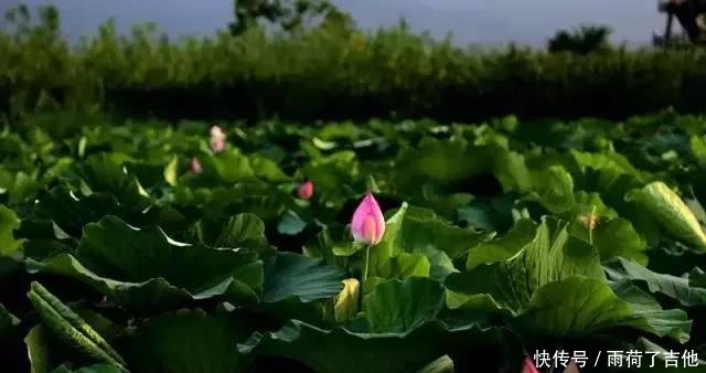 陕西这处千亩荷塘已盛开成海，碧叶连天，人少景美只等你来！