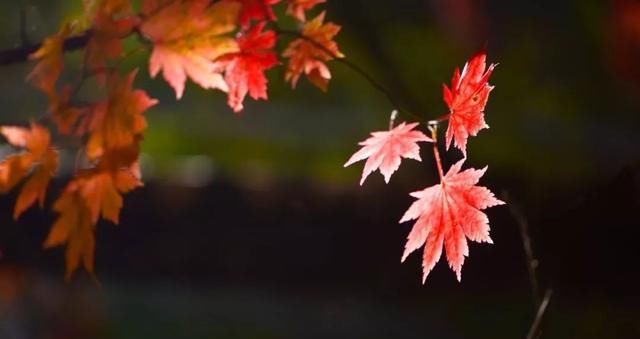 美文 | 秋色深深处，红叶浓浓情