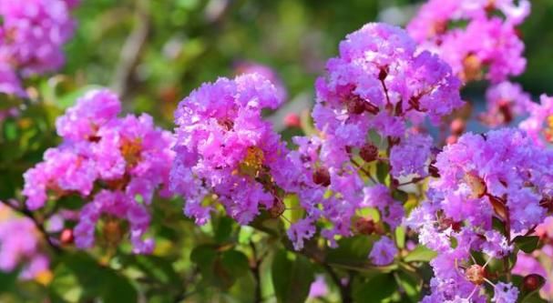  『降血糖』爱上养花，就养大花紫薇百日红，花色艳红香飘幽远，降血糖功效强