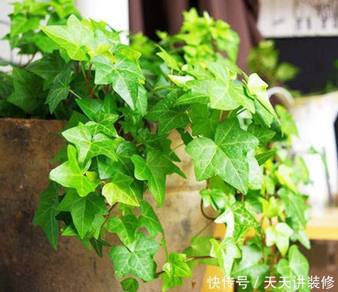 「卧室」3种花,最适合养卧室,释放氧气助睡眠,一觉睡到天亮