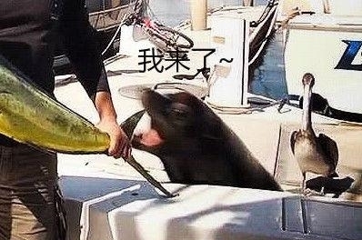 「男子」男子捕获百斤鬼刀鱼,正捧着拍照显摆,下一刻黑影一闪,鱼没了!