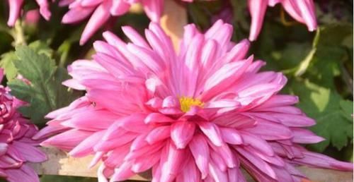  「金凤」喜欢菊花，就养盆“珍贵名菊”盘龙金狮，似金凤飘舞，金光四溢