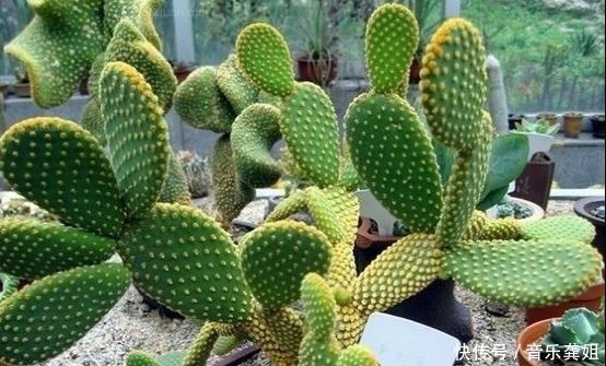『记得』家里记得养这些花,聪明人一看就懂,家人起码长寿十年