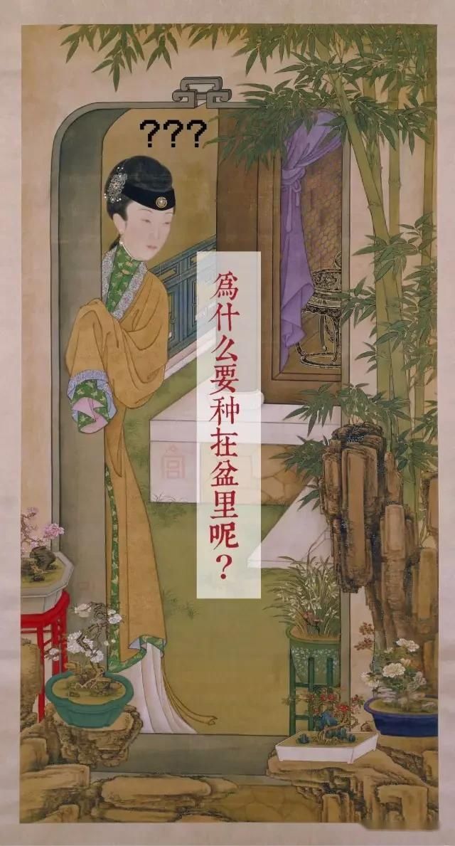  「成寸」盆景百态，缩地成寸
