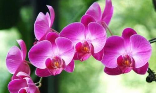花园■想要个花园?就养这几款花卉,花开美艳动人,花色清新淡雅