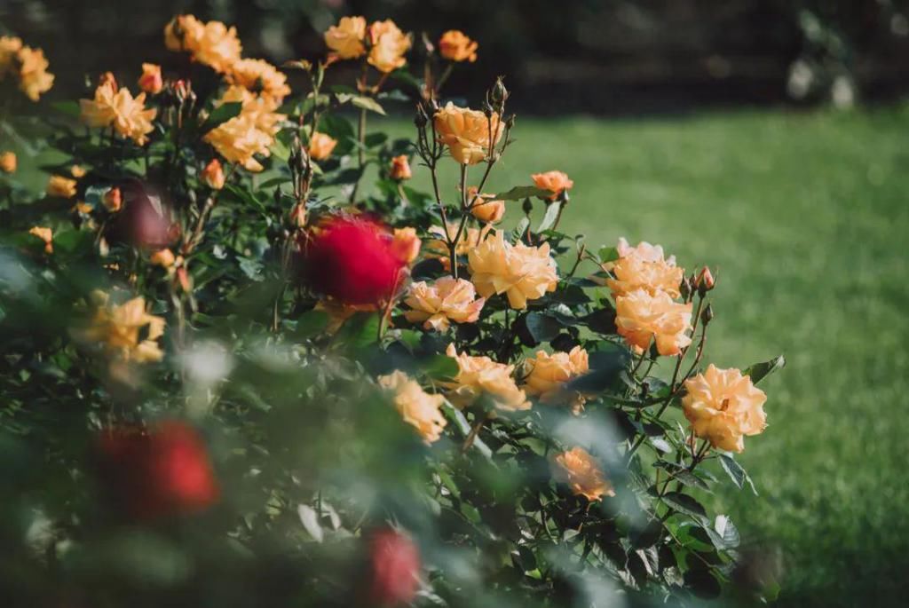  不少：惊艳！月季盛开，松江这条“花路”风景你错过了吗？