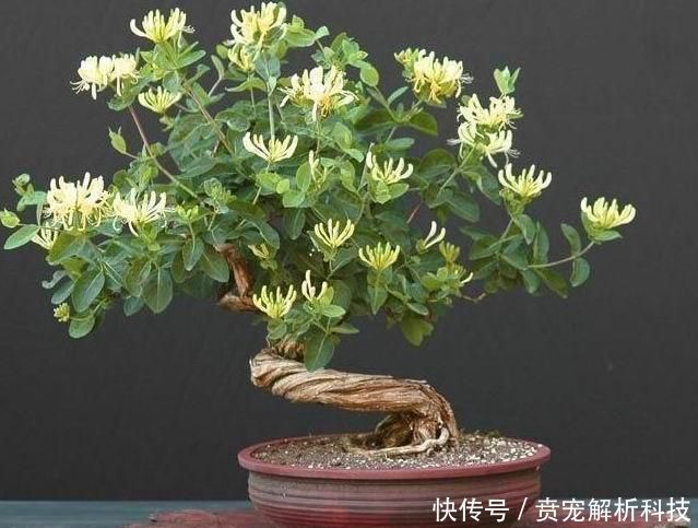  『新芽枯萎』金银花盆栽养不好，犯了2个错，要想开花满屋香，急需一个小手术
