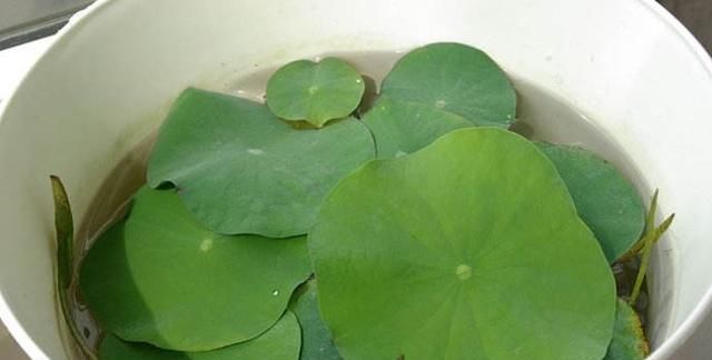  「绿萝」3种“花草”，越是浇水长势越好，一个月长满一大盆，比绿萝还美
