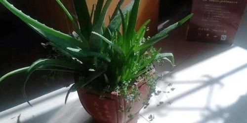  『反倒』家里种的这3种植物，不怎么浇水反倒长得枝繁花盛