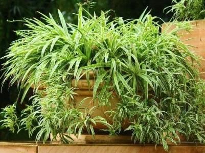  【技巧】你一定需要的技巧，吊兰移植时间、新土配置、方法及养护技巧