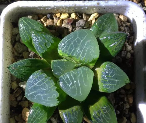  『品种』夏天养玉露，可“闷”，不可“晒”，小心晒成“屎色”，大打折扣