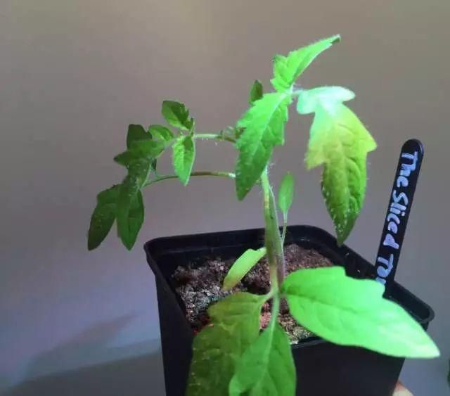  「番茄」春天来了,用塑料瓶种菜,自给自足,每个人都可以学会!