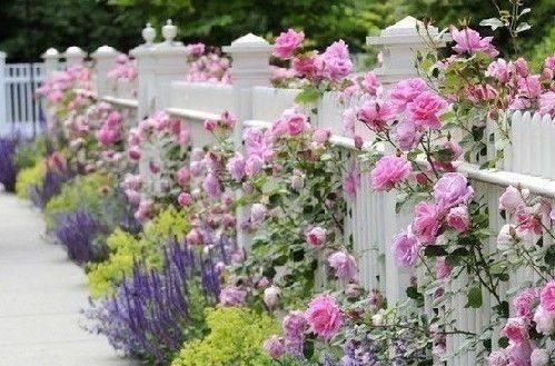  『花园』假如最美花园有排名，那么月季花园一定第一名！