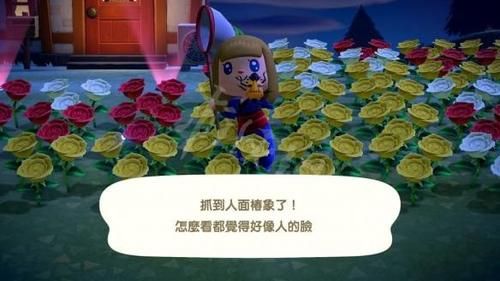 #时间#《集合啦动物森友会》种花流怎么玩 种花流玩法介绍
