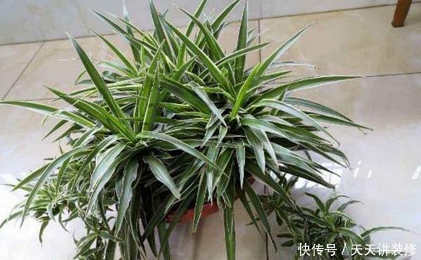 扦插:扦插最容易成活的花,这几种花榜上有名,枝条沾土就生根