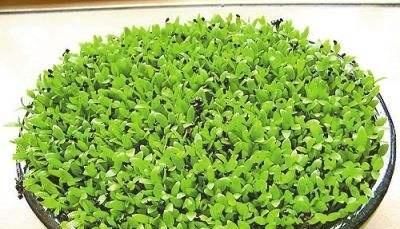  『吃不完』这3种水果，吃完“核”别扔，养成盆栽，来年果子吃不完！