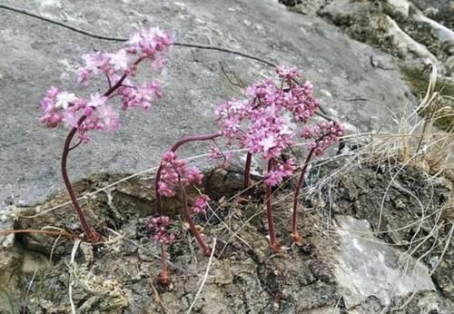  『植物』在石缝里，1种植物开出“粉色花朵”，被称为“岩花”，珍贵！