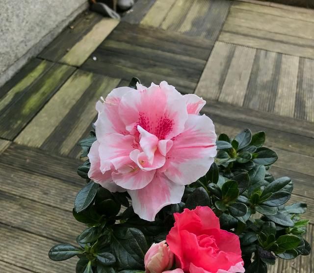  『盆土』杜鹃花长出新芽就发黑？闷根是首因，室内养护杜鹃花，2点很关键