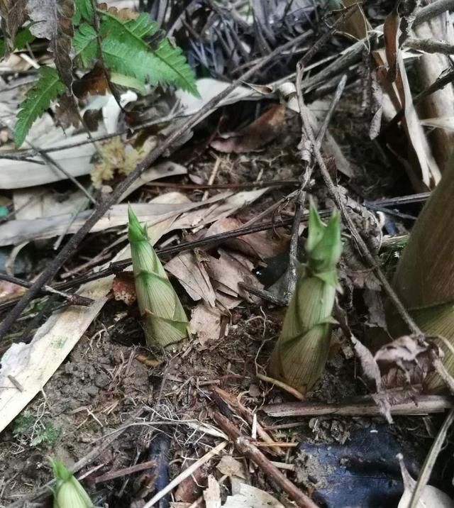  【植物】深山林里的小溪边，长着一种肉嘟嘟的植物，你吃过吗？