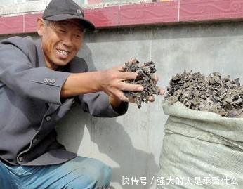 靠山吃山的农民，用废旧物种植它，一斤2元以上，每亩进账6万元