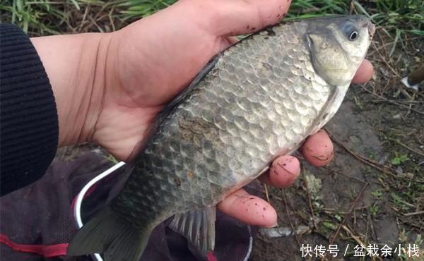  [漂相]手竿钓鲫鱼经常跑鱼，可以试着这样调整，让中鱼率飙升几倍