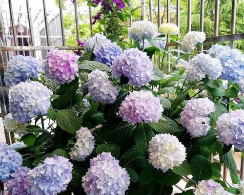  「一大」选购绣球花？只选对的，不买贵的，4步走捷径，小苗开花一大簇