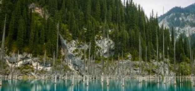 世界上有一个奇特的树木，水面只有树干，水下却枝繁叶茂！