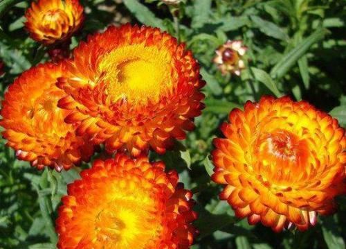  「娇巧」此款小花养在阳台，娇巧迷人，花朵雍容华贵，花型圆滚奇特惹人爱
