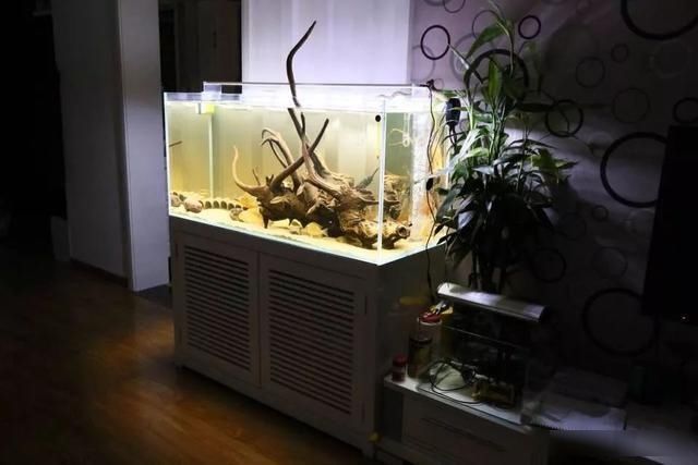  「养草」从养鱼到养草，从雨林缸到水陆缸 | 10年水族之路