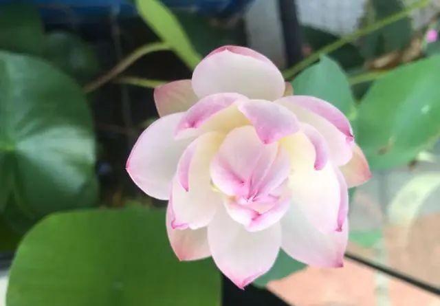 猪笼草|一个房间一盆花,清新驱蚊虫