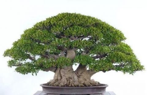 想靠盆栽致富,首先要了解哪些盆景树种成活率更高,来学习一下吧