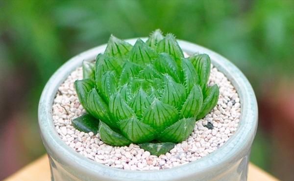  『品种』水灵灵的多肉植物-玉露的品种和图片欣赏