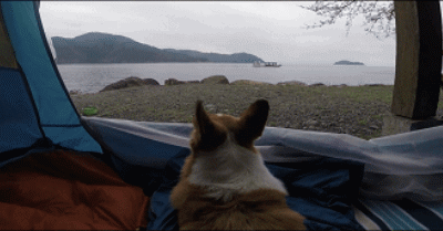 带着养了8年的柯基,她和狗狗一起做了世界上最浪漫的挑战……