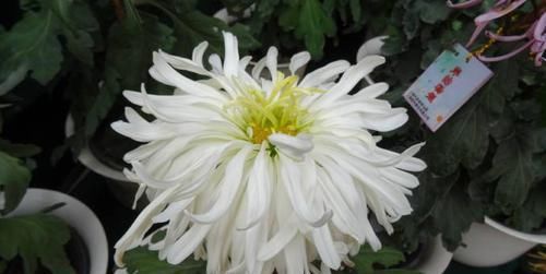  #桃花扇#喜欢菊花，就养盆“桃花系列”桃花扇，似桃花折扇，清新之美！