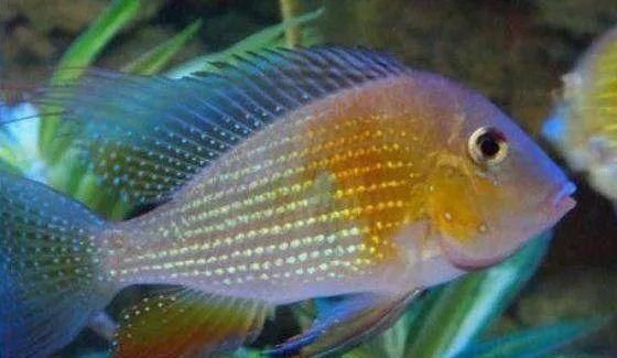  #水族市场上#美洲慈鲷之美，您细品