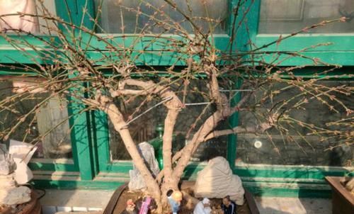 【迎春花】迎春花盆景剪光叶子会开花吗?舍得剪,换个位置,满树金黄全是花