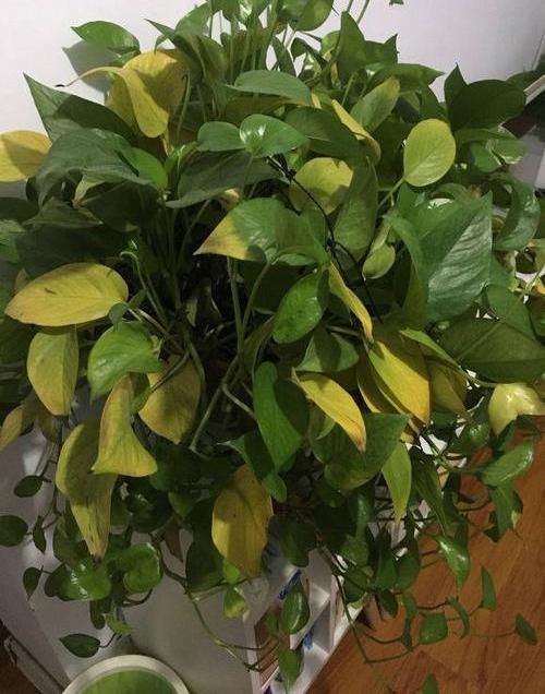 『绿萝』?养花养不活?试试这4种,“植物杀手”都能养活,爆盆不费劲