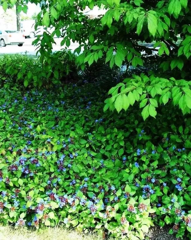  『景观』地被植物配置技巧