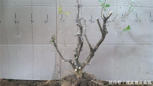 「叶片的颜色」黄杨盆景姿态优美是如何制作的?后期养护,盆景制作方法在这里