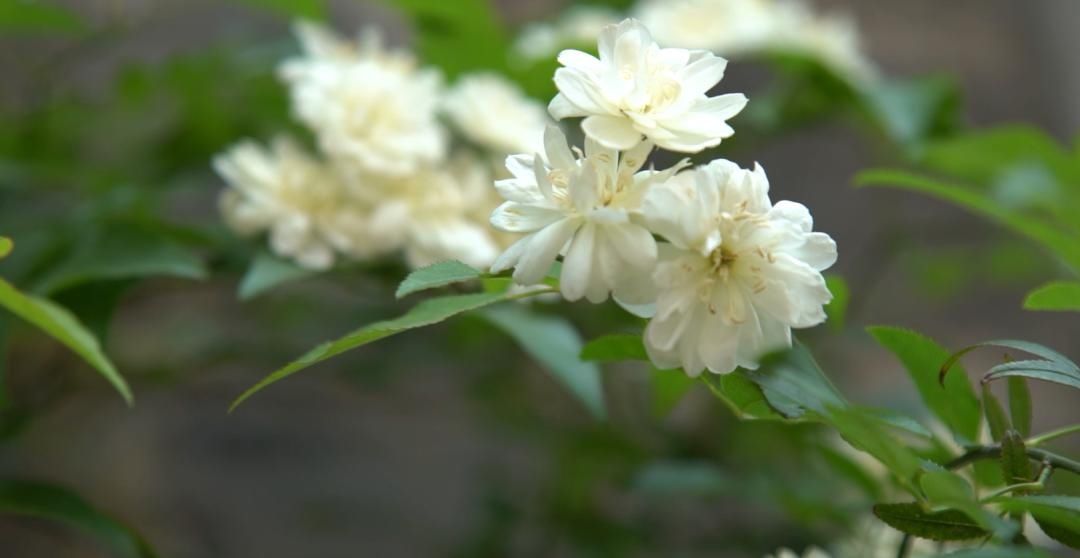 「木香花」老门东,花都开好了!