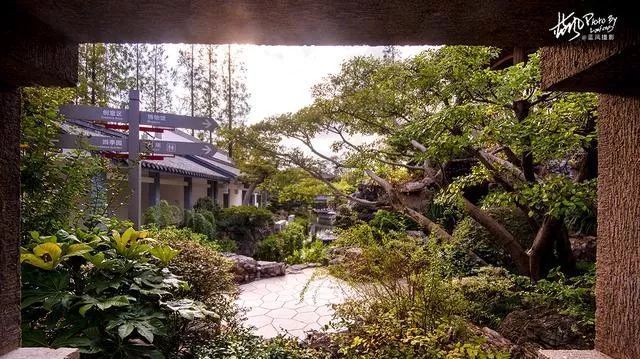 国内最大的专类盆景园,江南园林海派风格美不胜收
