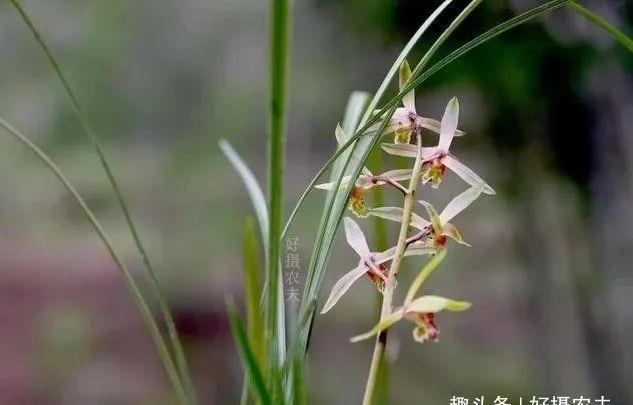 【兰花】兰花为什么不香,除了这4个原因,没有其他的