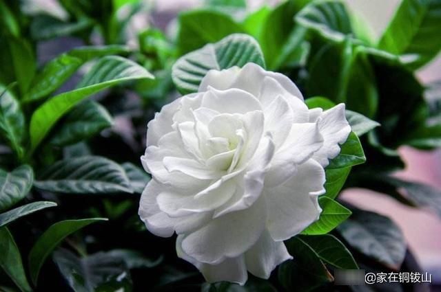  『栀子花』栀子花，观赏之后别浪费!凉拌栀子花，清热去火，夏季最配的美食!