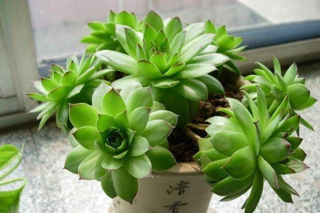  『侍弄』工作之余侍弄一下花草，这6种植物，没有“阳光”也能蹭蹭长