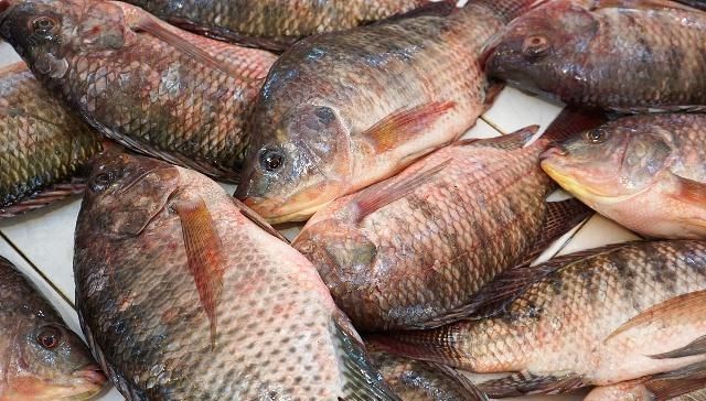  罗非鱼@农村这种淡水名鱼，肉嫩刺少，营养丰富，养殖前景不错！