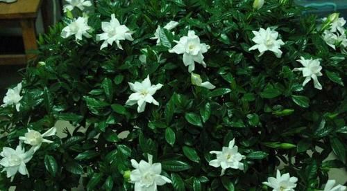  【长寿花】春天里，“3种花”抓紧去修剪，侧枝长得更旺，花期一到开不停！