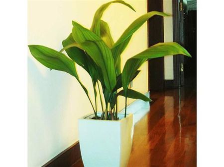  #环境中#这几种植物，既好看又好养活，赶紧养起来吧！