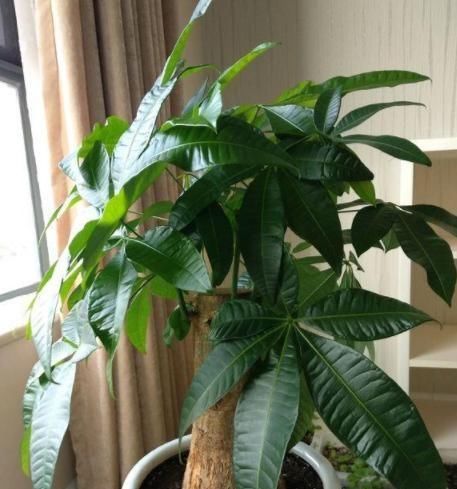  #消毒#夏季种植发财树，放置在客厅？选择“剃光头”，更有利于后续发展