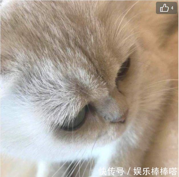 娱乐圈刚地震，铲屎官再次喊话刘震云怎么不让你女儿拍手机呢